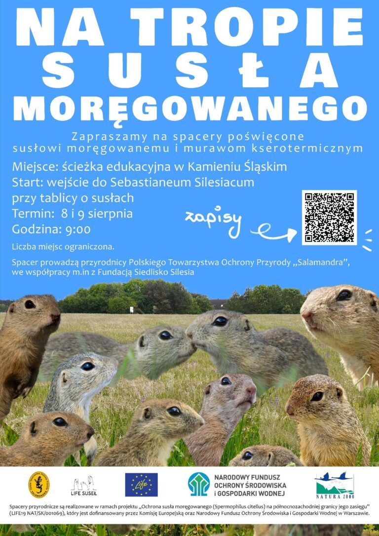 Na tropie susła moręgowanego